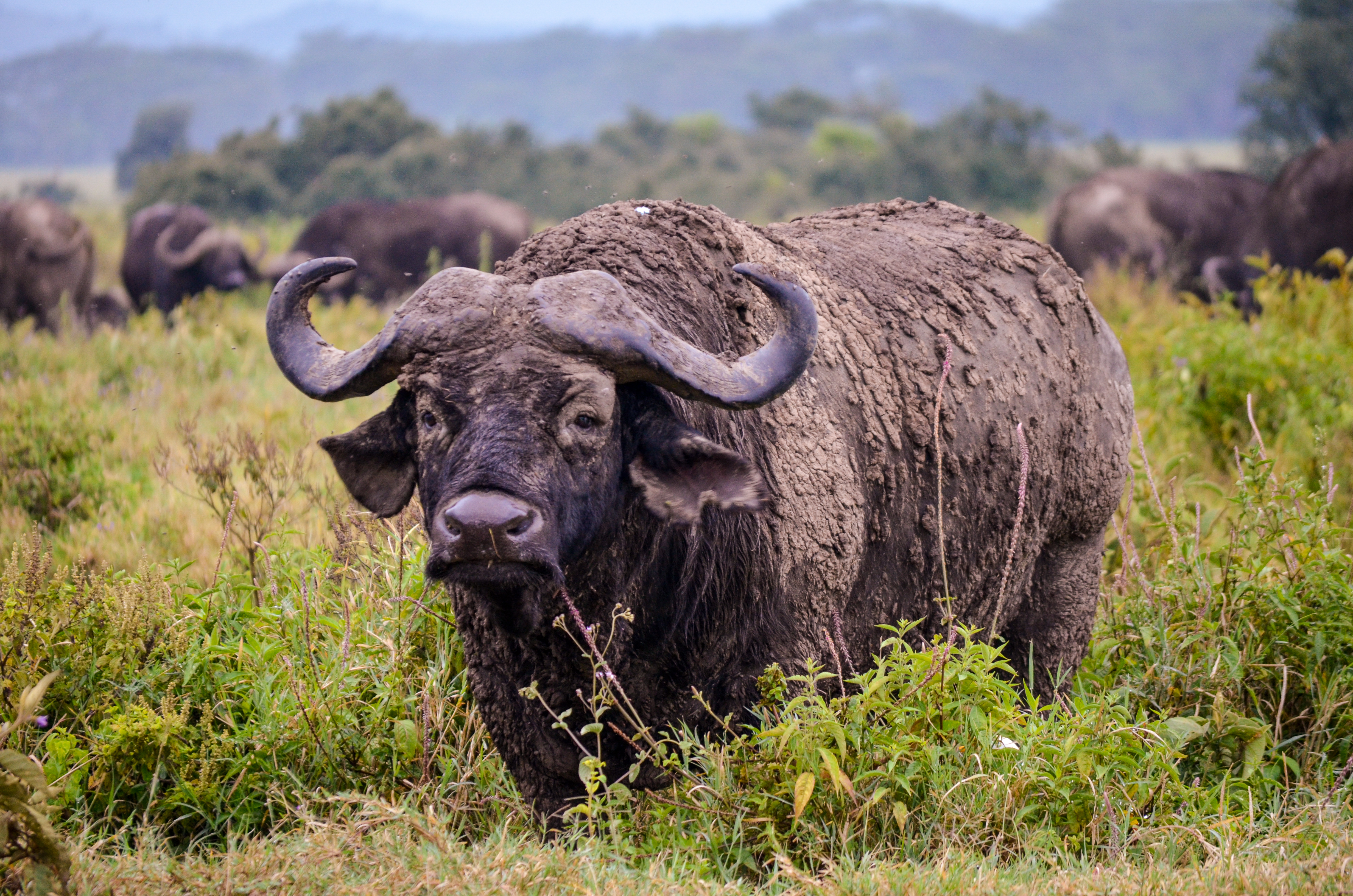 Cape buffalo up close