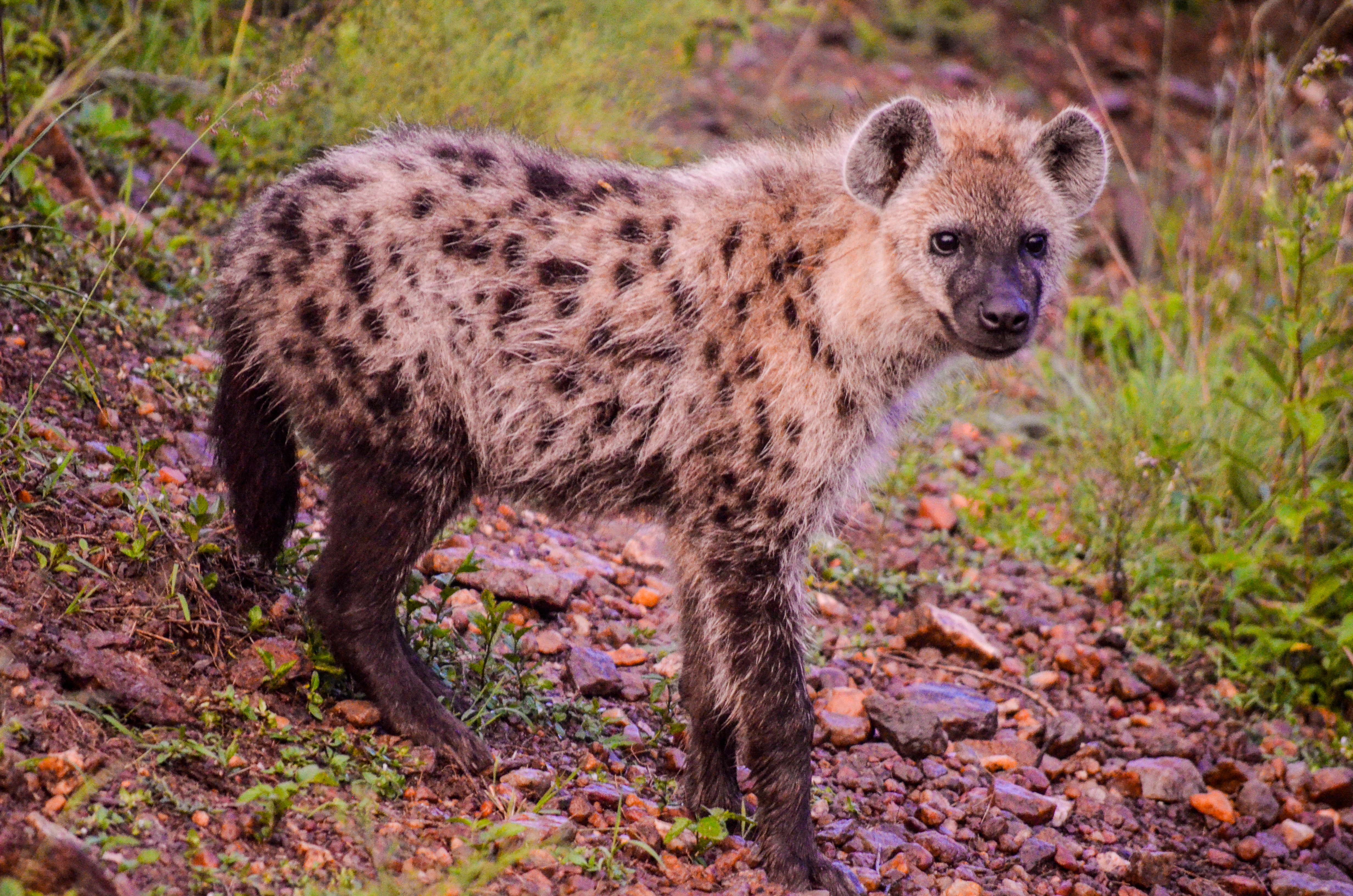 Hyena on rocky ground