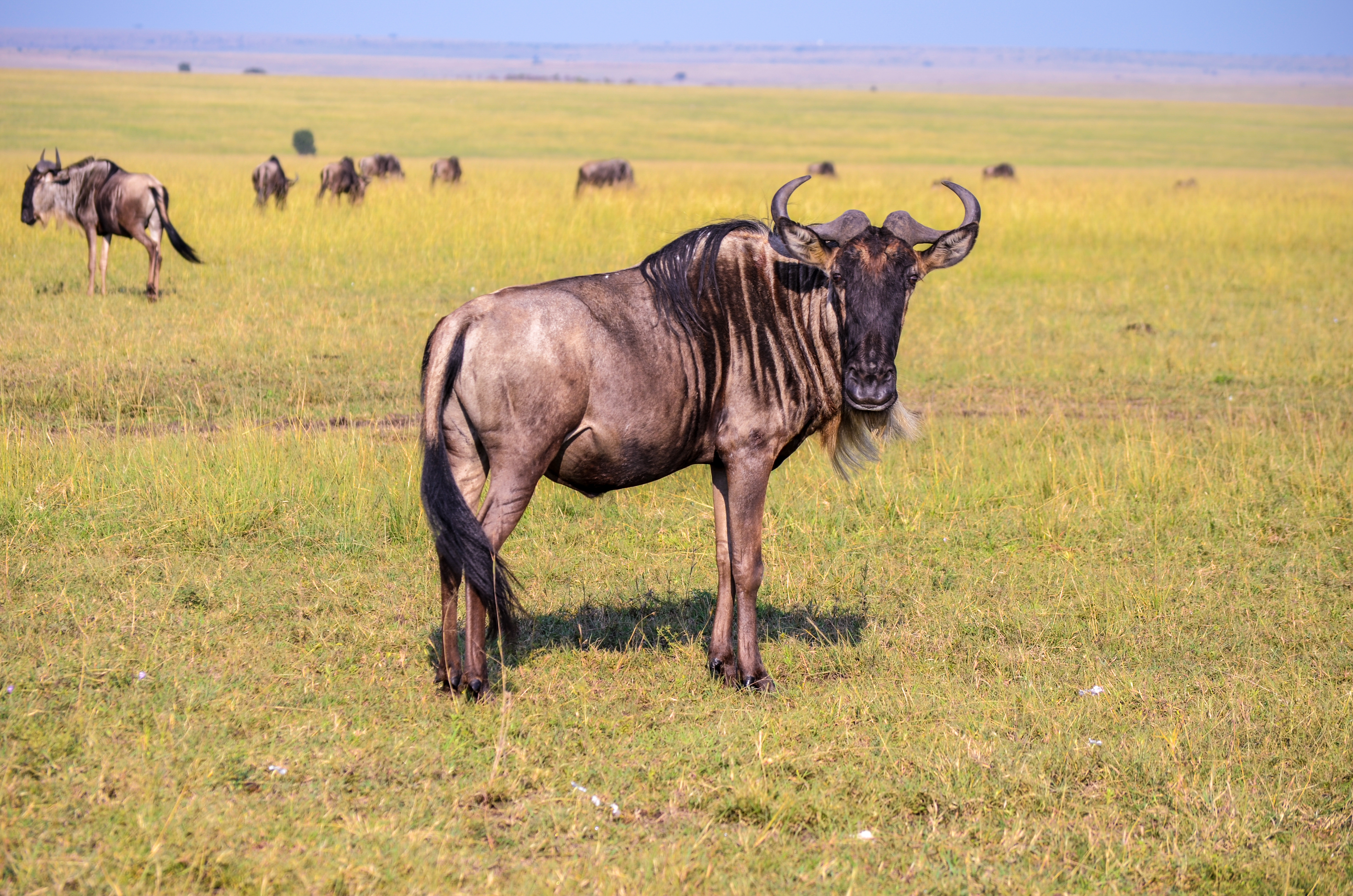 Wildebeest on the plains