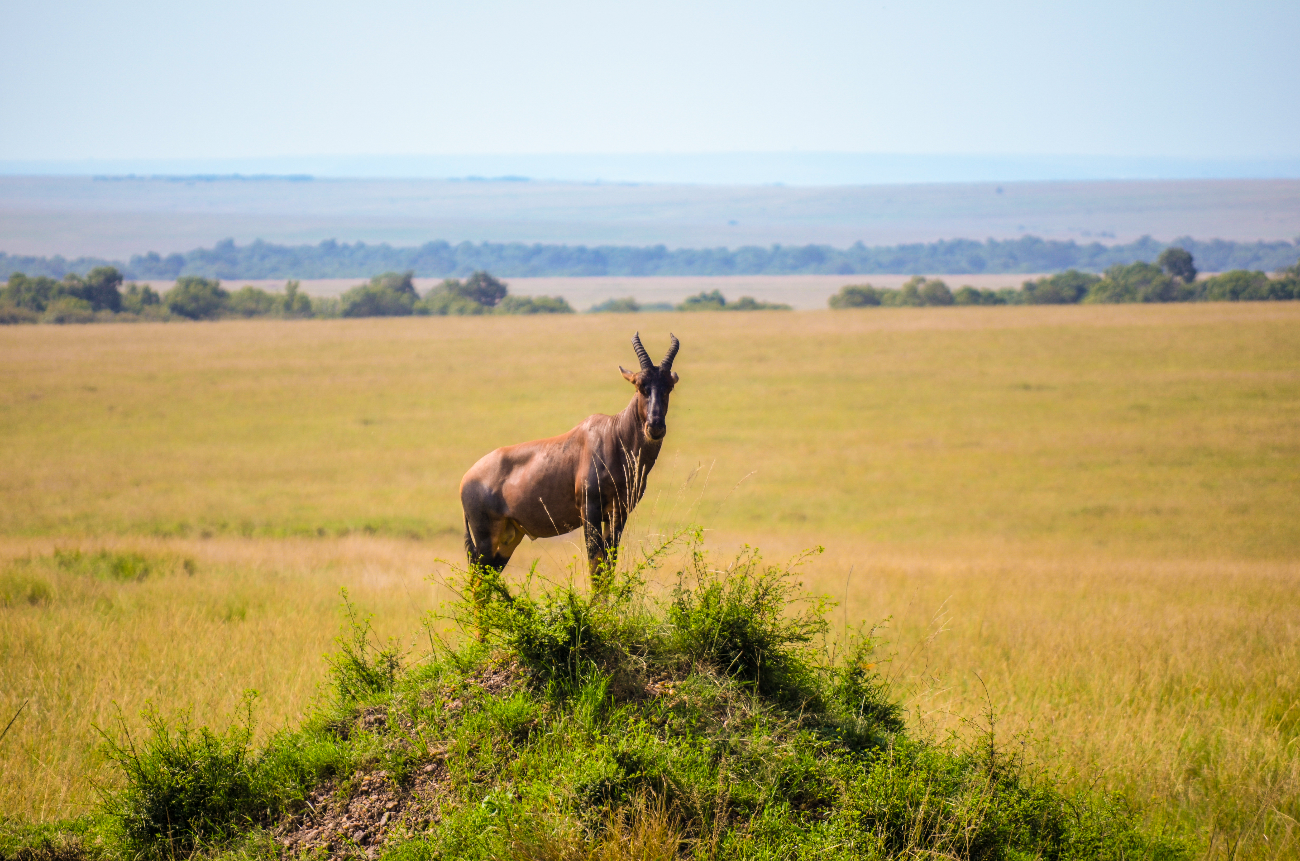 Topi standing on a mound in the Mara