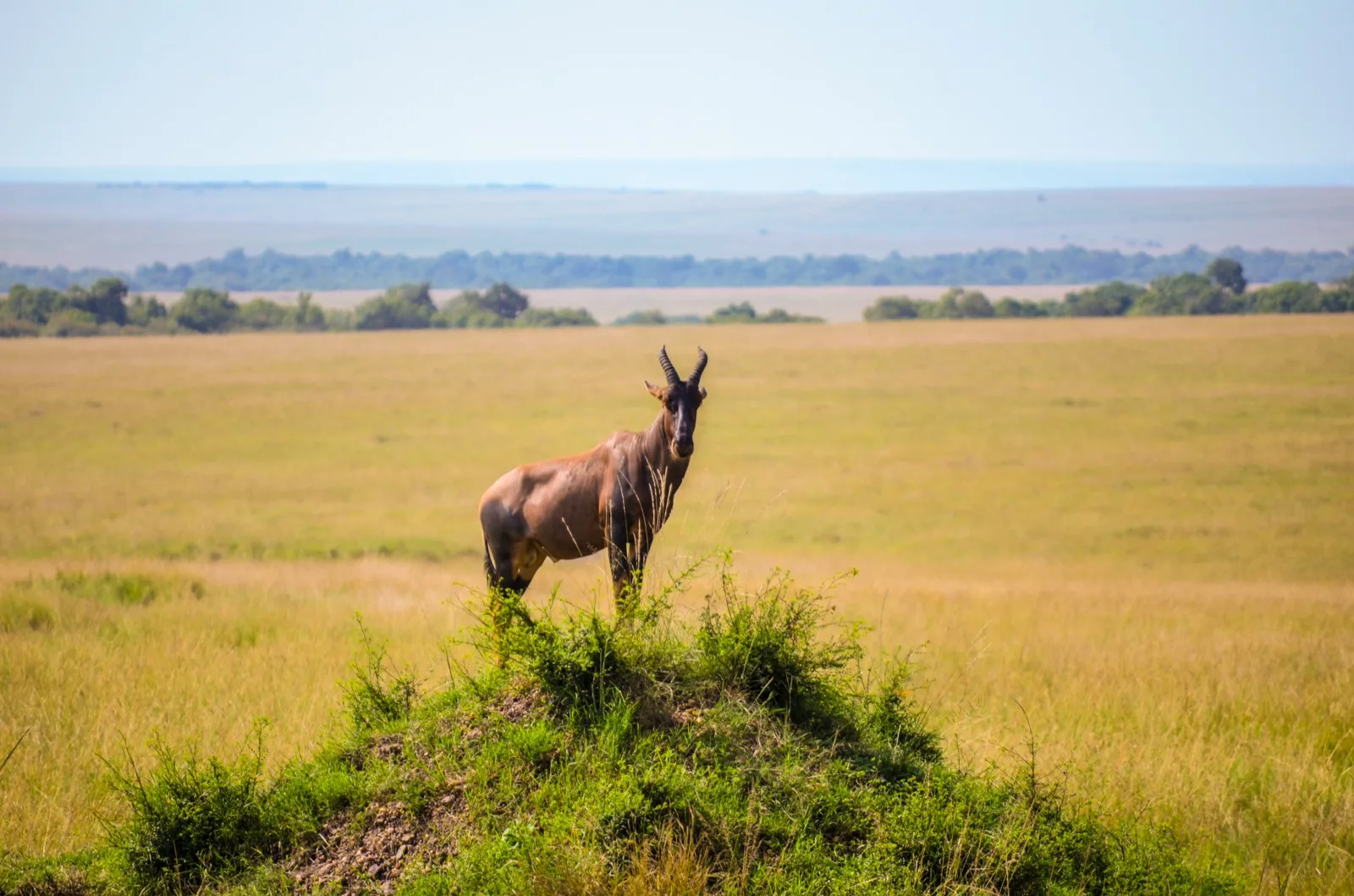 Topi standing on a mound in the Mara